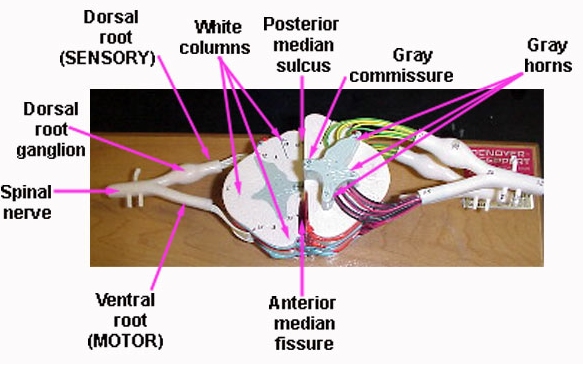 Plantando Ciência Introdução à Neuroanatomia Medula Espinhal